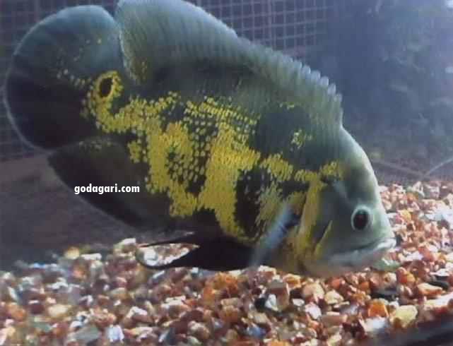 Allah Name appears on oscarr fish