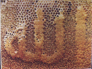 Allah's Name Written by the Bees