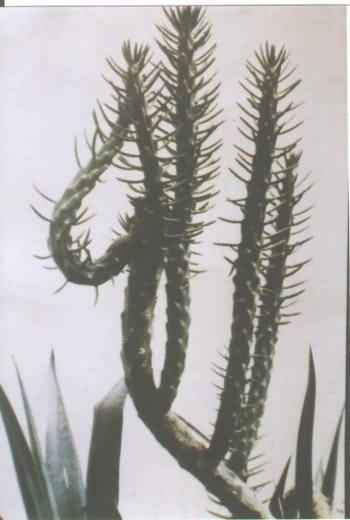 Cactus tree shapes like Allah Name 